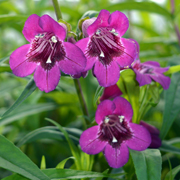 Penstemon Rich Ruby